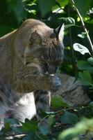 badning bobcat slick hans Tass till tvätta hans ansikte foto