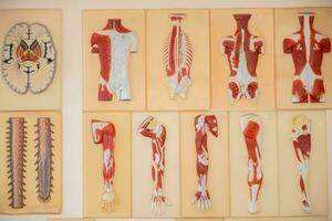 pedagogisk medicinsk modell av de strukturera av muskler och mänsklig organ. foto