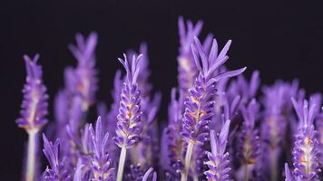 hög detalj, närbild av lavendel- blommor, isolerat på svart foto