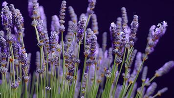 hög detalj, närbild av lavendel- blommor, isolerat på svart foto