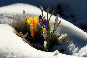 först blomma, snödroppar växande från snö, vår börjar. generativ ai foto