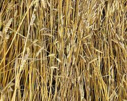 fält öron av vete med korn. skörda tillväxt av natur. jordbruks odla. foto