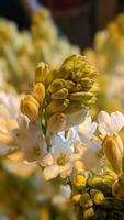 vit tuberos blomma bild med porträtt natt fläck bakrund bild för blommig bakgrund foto