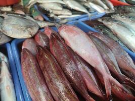 saltvatten fisk och sötvatten fisk handlas i traditionell marknader i jakarta foto