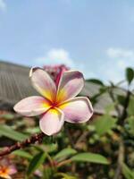 plumeria, frangipani, tempel träd, skön enda plumeria blomma närbild foto