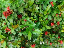 soka blomma, ixora coccinea, djungel geranium, flamma av de skog, en arter av blommande växt i de familj rubiaceae foto