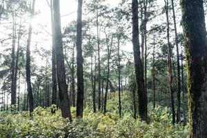 sommarskog och vägen in i skogen foto