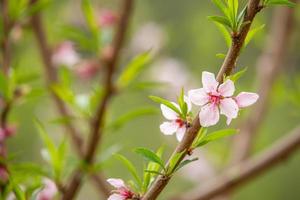 de vita blommorna i vårtonen. vackra blommor i naturen foto