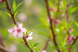 de vita blommorna i vårtonen. vackra blommor i naturen foto