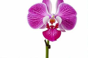 orkide blomma. bakgrund. ai generativ proffs Foto