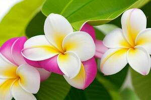 plumeria blomma. bakgrund. ai generativ proffs Foto