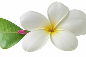 plumeria blomma. bakgrund. ai generativ proffs Foto