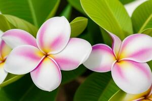 plumeria blomma. bakgrund. ai generativ proffs Foto