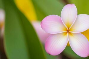 plumeria blomma. bakgrund. ai generativ proffs Foto