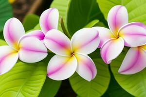 plumeria blomma. bakgrund. ai generativ proffs Foto