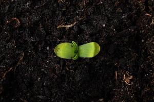 ung marijuana växt i en kruka med jorden på nära håll, cotyledons första blad av cannabis. foto