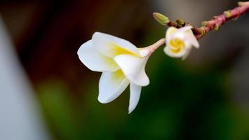 frangipani blommor i trädgården foto