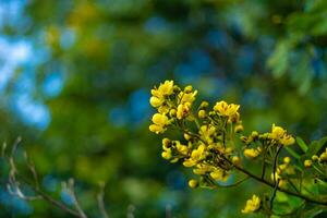 cassod träd, siamese senna, thai kopparfodral, siamese cassie med skön gul blommor. gul blommor och mjuk ljus foto