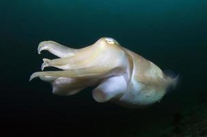 Broadclub bläckfisk. Komodos undervattensvärld. foto