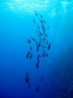fantastiska undervattensvärlden i Röda havet foto