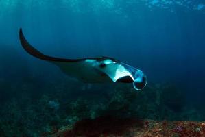 manta strålar vid rengöringsstationen foto