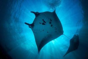 manta strålar vid rengöringsstationen foto