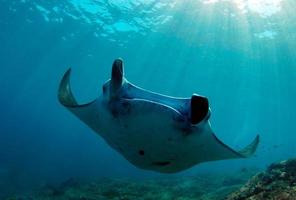 manta strålar vid rengöringsstationen foto