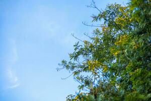 cassod träd, siamese senna, thai kopparfodral, siamese kassia med skön gul blommor, gul blommor, ljus blå himmel bakgrund. foto