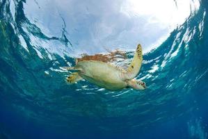 grön havssköldpadda nära apo island. foto