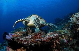 havssköldpadda vid korallrev. foto