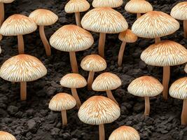 grupp av svamp i skog. foto