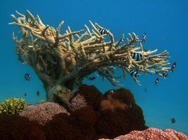 vackra korallrev i Röda havet foto