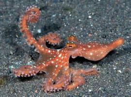 stjärnklar nattbläckfisk på havsbotten i natten. foto