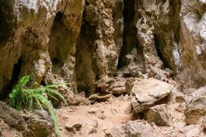 mönster av stenar inuti de grotta och ormbunkar växande där. foto