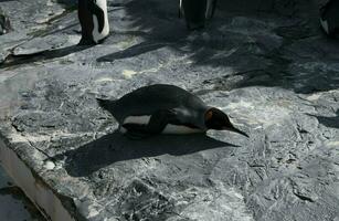kung pingvin i polär regioner foto