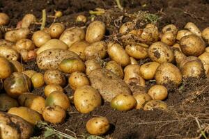 lugg av nytt UPPTAGITS potatisar på fält. skörd potatis rötter från jord i hemlagad trädgård. foto