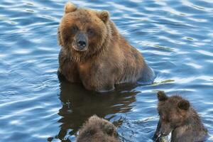 kamchatka brun hon-björn med två ungar fiske röd lax fisk i flod under fisk lek foto