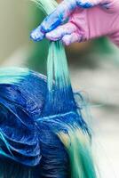 frisörer höja chock av blå hår av klient hår färgning färg bearbeta foto