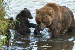 mor kamchatka brun Björn med två Björn ungar fiske röd lax fisk under fisk lek i flod foto