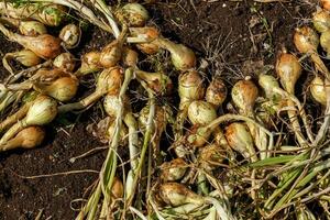 lök skörda. nyligen UPPTAGITS organisk lök lagd ut till torr naturligtvis i en vegetabiliska trädgård. foto