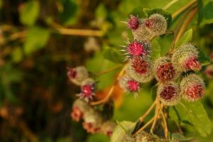 arctium lappa vanligen kallad större kardborre foto