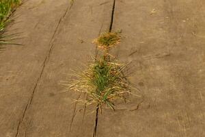 gräs växer från sprickor i trä- trottoarer. foto
