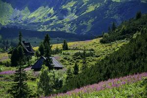 mysigt trä- hus hydda i tatra bergen i polen. sommar clearing, äng, tall träd, gran träd, lila berg blommor epilobium angustifolium. stanning landskap foto