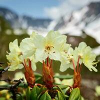 skönhet gyllene blomma rhododendron aureum på bakgrund av bergen foto