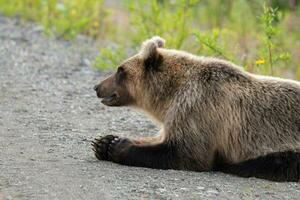 vild hungrig och fruktansvärd kamchatka brun Björn lögner på stenar och ser runt om foto