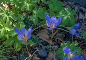 krokus serotinus, de sent krokus, är en arter av blommande växt i de släkte krokus av de familj iridaceae foto