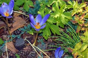 krokus serotinus, de sent krokus, är en arter av blommande växt i de släkte krokus av de familj iridaceae foto