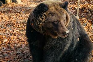 brun Björn ursus arctos på höst bakgrund. vild grizzly i de Zoo inhägnad. vuxen Björn foto