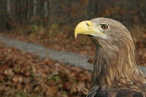 vuxen vit tailed Örn porträtt i profil i de vild vetenskaplig namn haliaeetus albicilla, också känd som de ern, erne, grå Örn, eurasian hav Örn, vit tailed hav Örn stänga upp foto