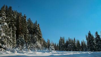 vinter- landskap av en snöig skog på en solig dag i de karpater berg. färsk snö i de bergen i de morgon- solljus. jul bakgrund, ny år atmosfär foto